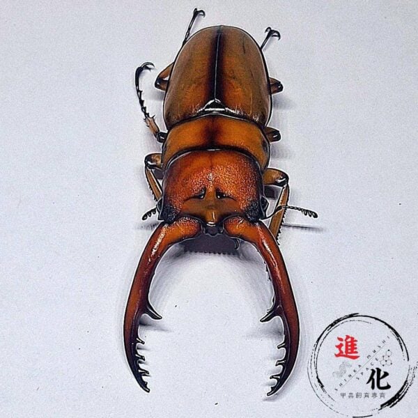 兩點赤鋸鍬形蟲 （台中麗陽產）♂62mm 成對