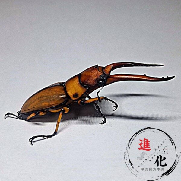 兩點赤鋸鍬形蟲 （台中麗陽產）♂62mm 成對