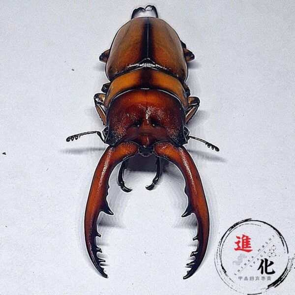 兩點赤鋸鍬形蟲 （台中麗陽產）♂60mm 成對