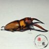 兩點赤鋸鍬形蟲 （台中麗陽產）♂60mm 成對