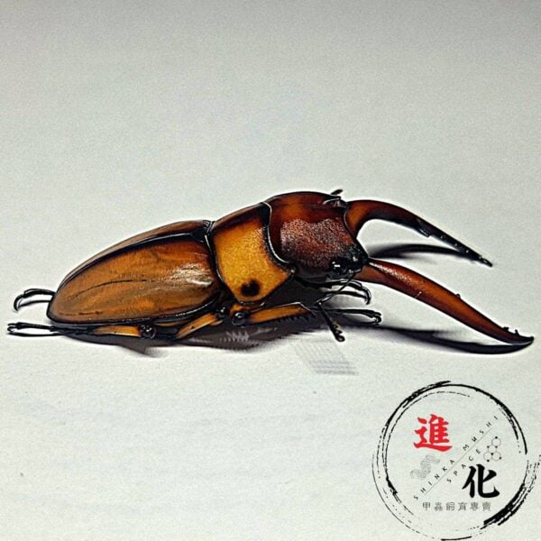 兩點赤鋸鍬形蟲 （台中麗陽產）♂60mm 成對