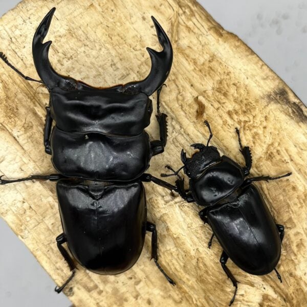 安達佑實鍬形蟲-北印度DA ♂82mm(斷右觸角) 一公五母