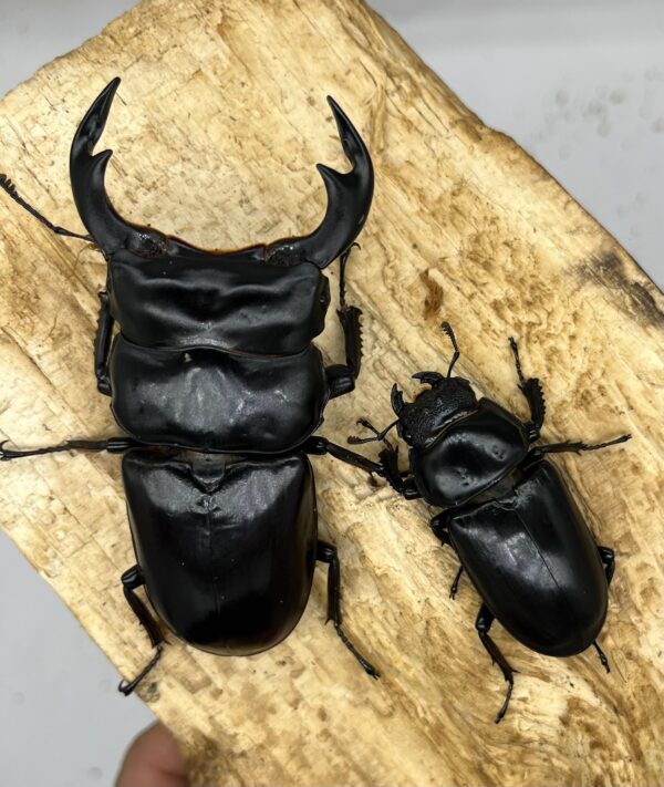 安達佑實鍬形蟲-北印度DA ♂82mm(斷右觸角) 一公五母