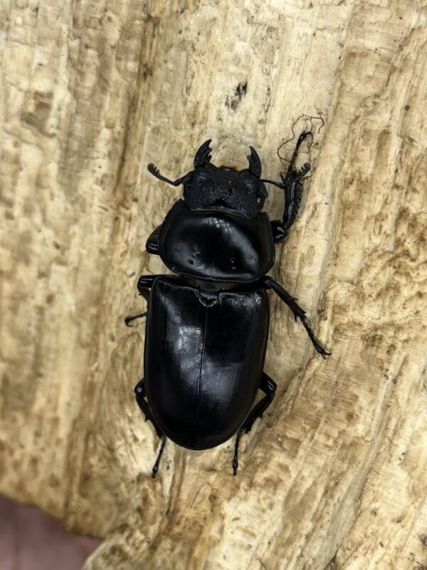 安達佑實鍬形蟲-北印度DA ♂82mm(斷右觸角) 一公五母