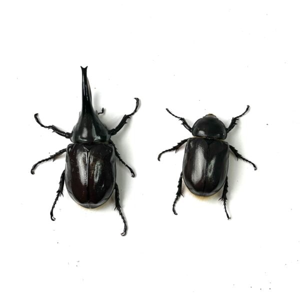 美西白兜 ♂76mm 成對