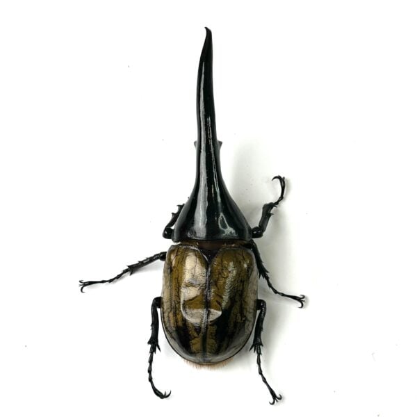 長戟大兜 DHH ♂146mm 單公