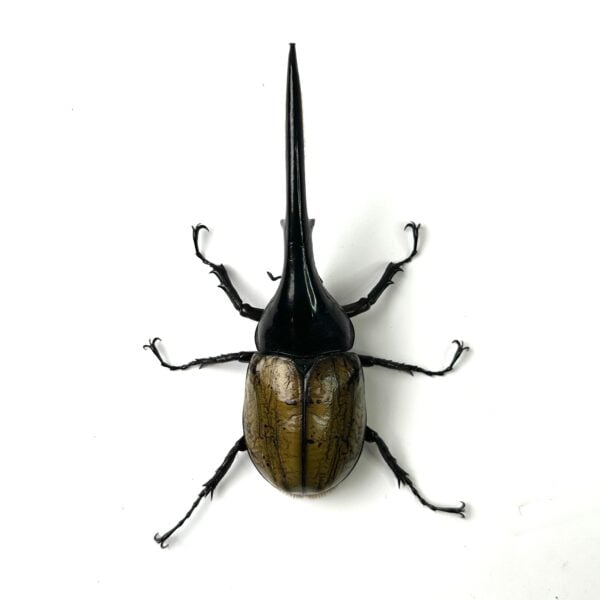 長戟大兜 DHH ♂149mm 單公
