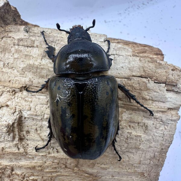 墨西哥白兜 ♀51mm 單母