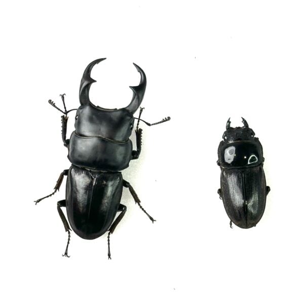 萊恩斯大鍬形蟲 ♂63mm 成對