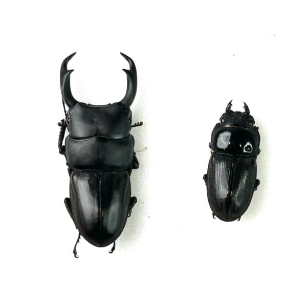 萊恩斯大鍬形蟲 ♂64mm 成對