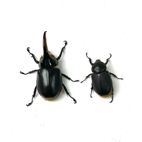 撒旦大兜蟲 ♂92mm 成對