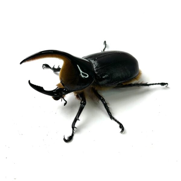 撒旦大兜蟲 ♂92mm 成對