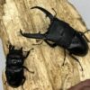 巴拉望巨扁鍬形蟲DTP ♂90mm 一公五母
