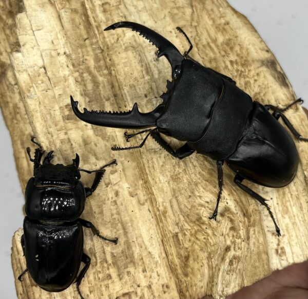 巴拉望巨扁鍬形蟲DTP ♂90mm 一公五母