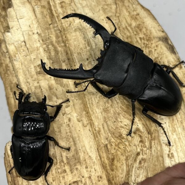 巴拉望巨扁鍬形蟲DTP ♂90mm 一公五母