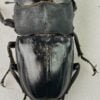 巴拉望巨扁鍬形蟲 ♂105mm 成對