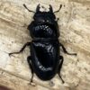 巴拉望巨扁鍬形蟲DTP♀ 50、51、52mm 三母組-C