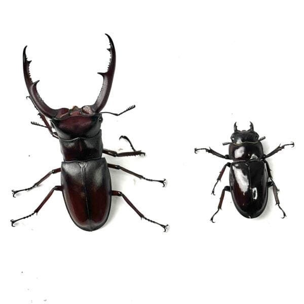 巨顎叉角鍬形蟲 HMM ♂83mm 成對