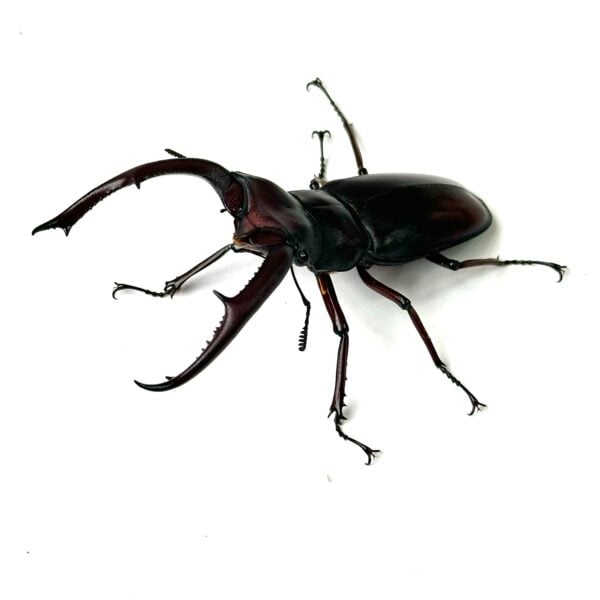 巨顎叉角鍬形蟲 HMM ♂83mm 成對