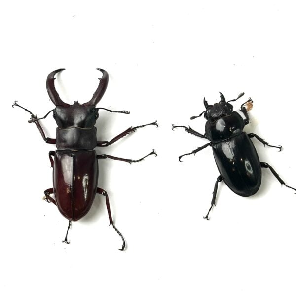 犀牛叉角鍬形蟲HRR ♂67mm 成對