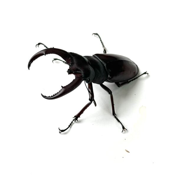 犀牛叉角鍬形蟲HRR ♂67mm 成對