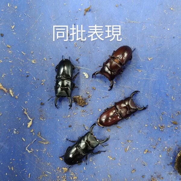 台灣條背大鍬形蟲 ♂33mm 成對