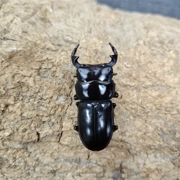 細角大鍬形蟲 ♂46mm 單公