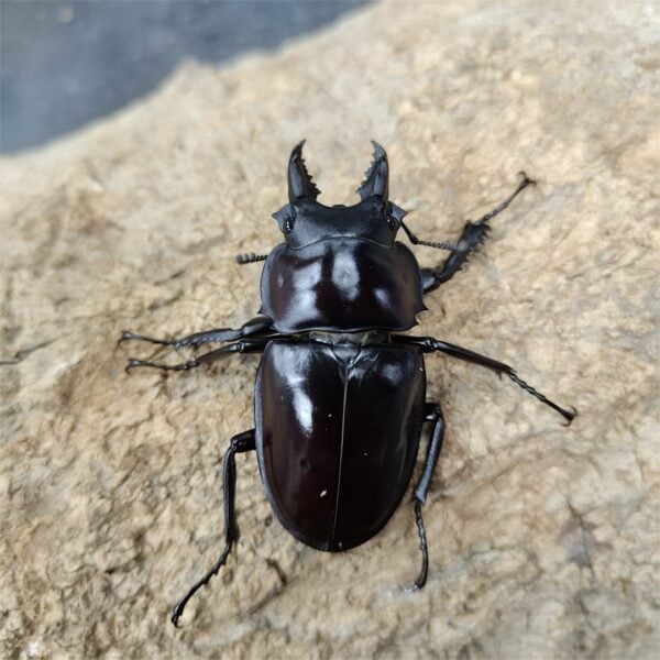 大圓翅鍬形蟲 ♂54mm 成對