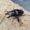 大圓翅鍬形蟲 ♂54mm 成對