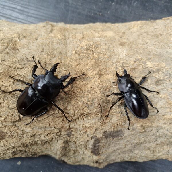 大圓翅鍬形蟲 ♂54mm 成對
