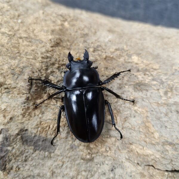 大圓翅鍬形蟲 ♂54mm 成對