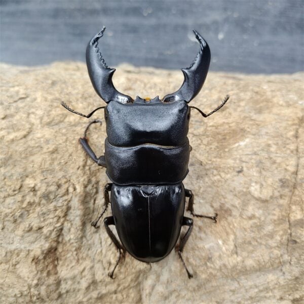 蘇門答臘扁鍬形蟲（明古魯產） ♂84mm 單公