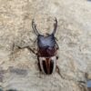 陶彩鋸鍬形蟲（mylleenae亞種） ♂58mm 成對