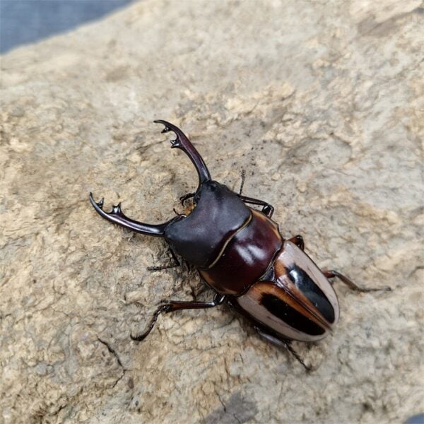 陶彩鋸鍬形蟲（mylleenae亞種） ♂58mm 成對