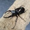 婆羅洲南洋大兜蟲 ♂95mm 單公