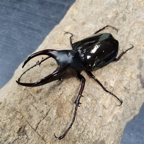 婆羅洲南洋大兜蟲 ♂95mm 單公