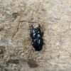 台灣條背大鍬形蟲 ♂33mm 成對