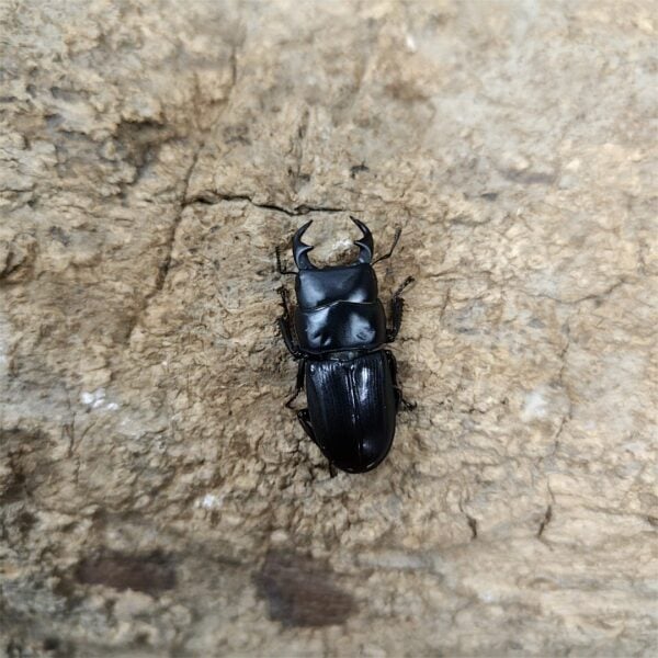 台灣條背大鍬形蟲 ♂33mm 成對
