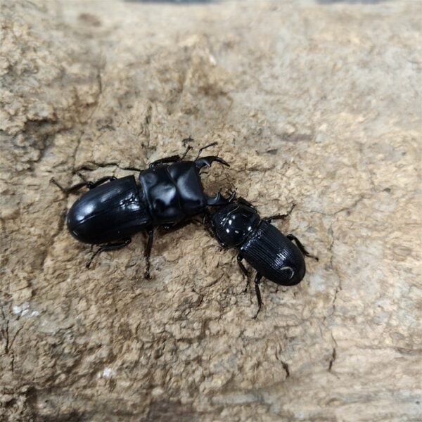 台灣條背大鍬形蟲 ♂33mm 成對