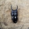 平頭大鍬形蟲 ♂58mm 1公2母