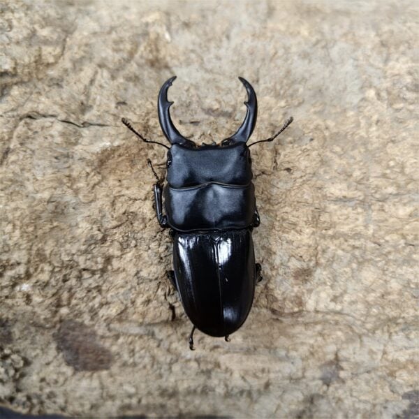 平頭大鍬形蟲 ♂58mm 1公2母