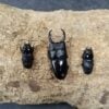 平頭大鍬形蟲 ♂58mm 1公2母