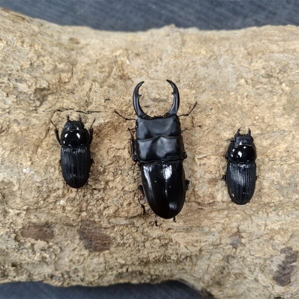 平頭大鍬形蟲 ♂58mm 1公2母