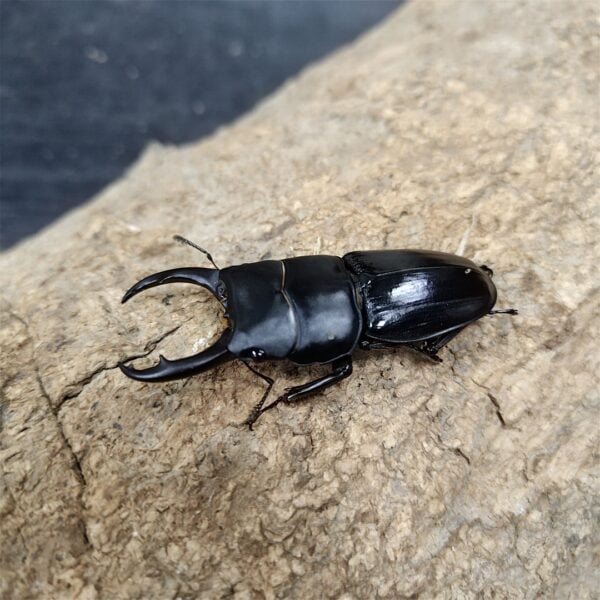 平頭大鍬形蟲 ♂58mm 1公2母
