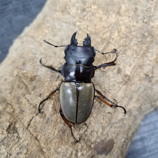 菲夢力士豔鍬形蟲 ♂61mm 單公
