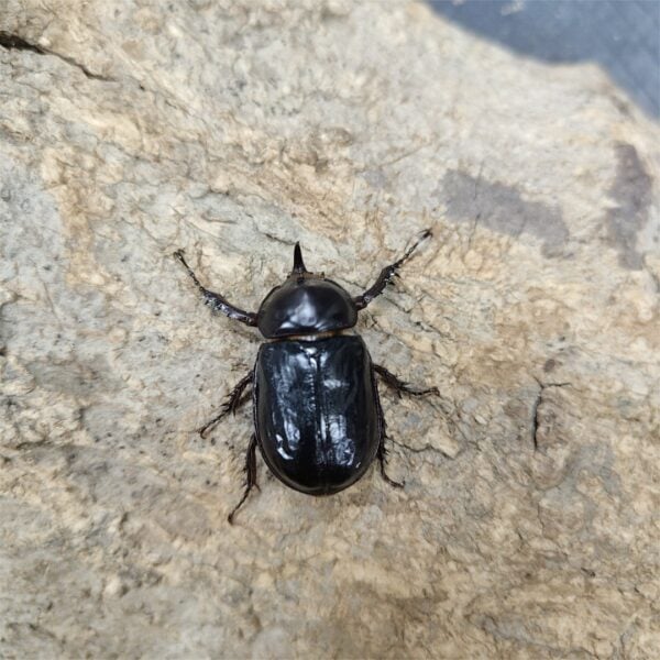 黑武士豎角兜蟲 ♂30mm 成對