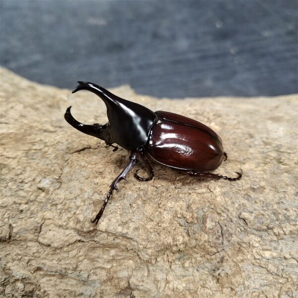 蘭嶼姬兜蟲 ♂38mm 成對