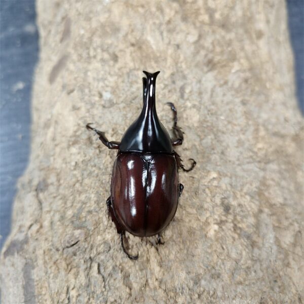 蘭嶼姬兜蟲 ♂54mm 成對