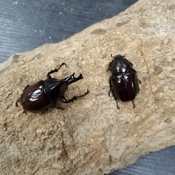 蘭嶼姬兜蟲 ♂54mm 成對