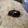 蘭嶼姬兜蟲 ♂54mm 成對